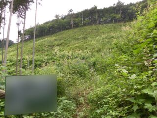 林業作業風景