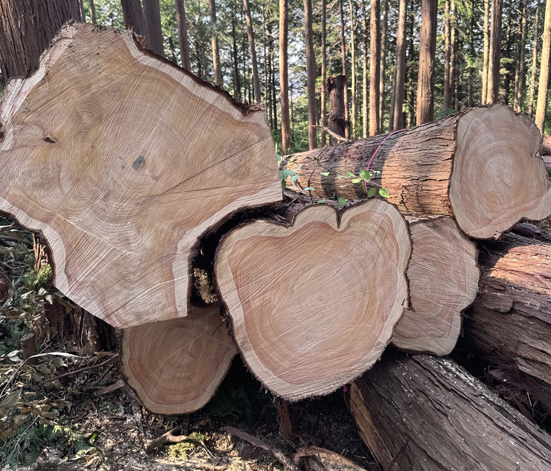 木質バイオマス