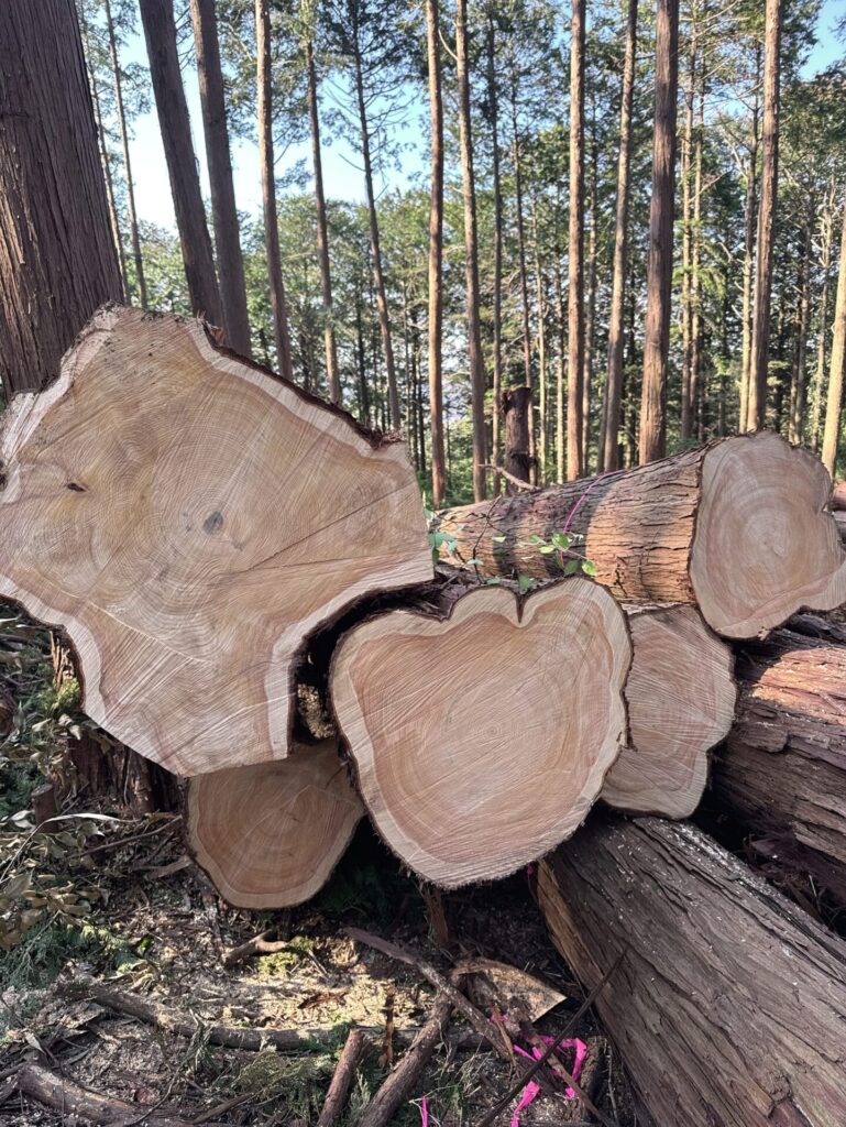 林業作業風景