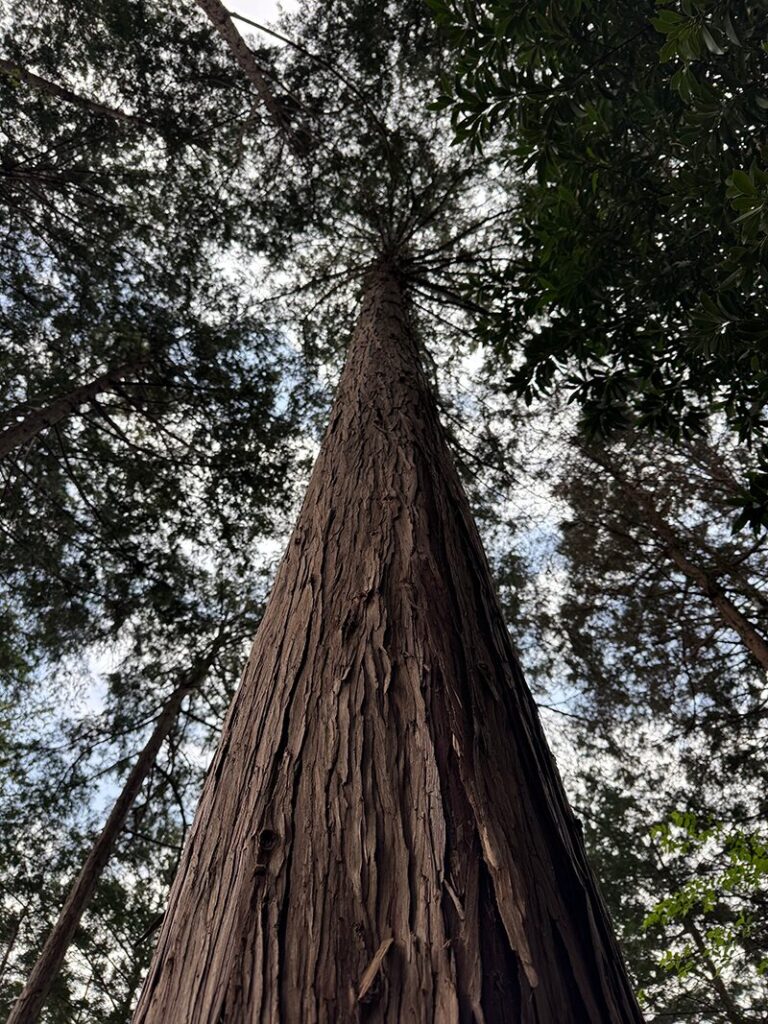 林業作業風景